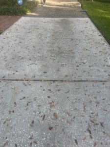 sidewalk covered with small leaves and debris indicating recent fall or wind activity