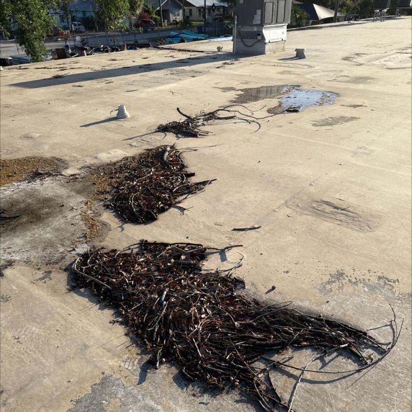 debris removal from a flat roof primarily composed of twigs and leaves with some standing water