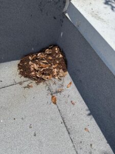 debris and leaves collected in a corner of a flat roof likely indicating a need for cleaning and maintenance