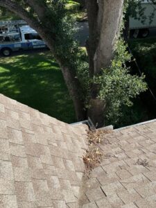 gutter cleaning service removing debris and leaves from roof shingles and gutters near a tree in south tampa
