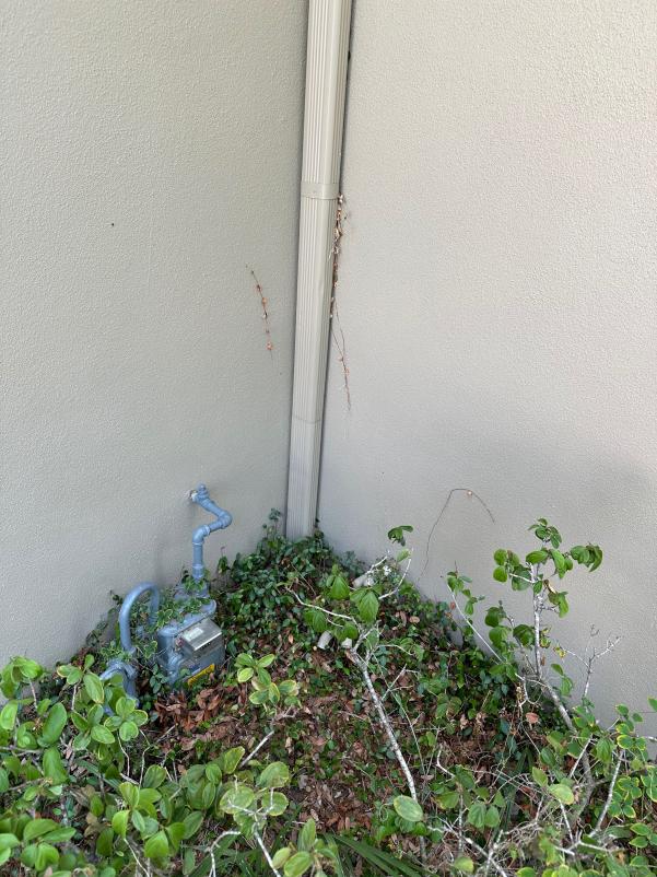 gutter downspout near a wall surrounded by overgrown plants and vegetation with a utility meter visible