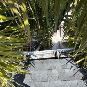 gutter inspection showing debris under palm branches and a view of a dark shingle roof