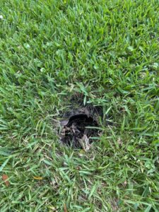 drainage issue in grass with a hole showing accumulated debris and leaves around it