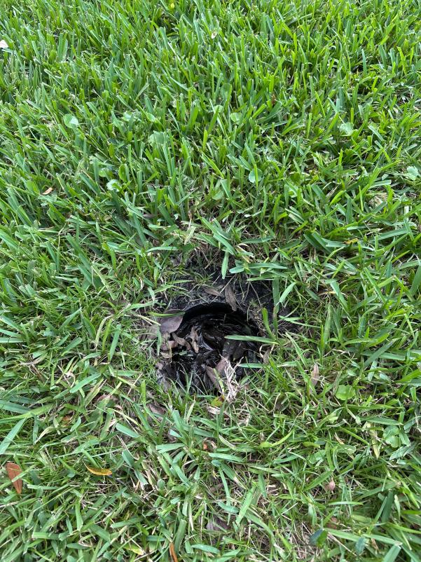 drainage issue in grass with a hole showing accumulated debris and leaves around it