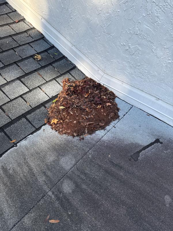 pile of leaves and debris on a roof near the edge potentially indicating a need for gutter cleaning or maintenance