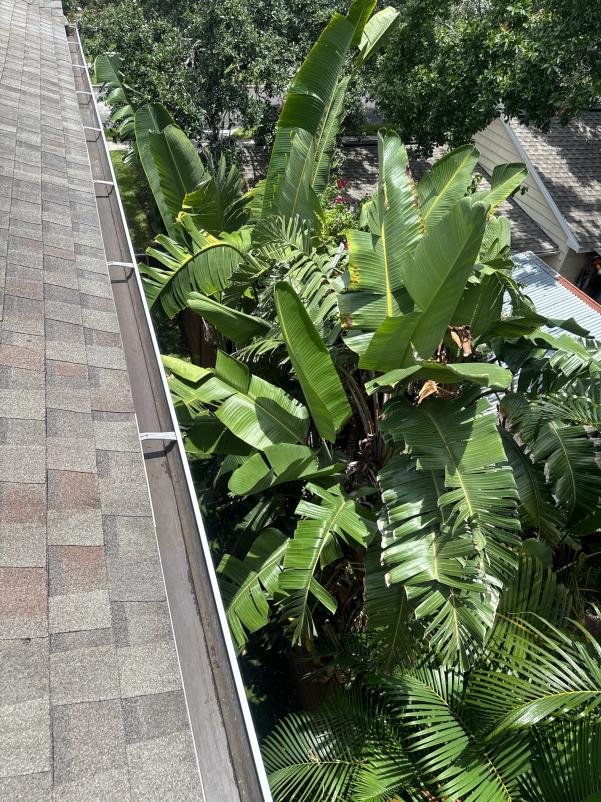 tropical plants growing near a roof edge with visible shingles and a gutter system