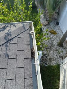 gutter cleaning service showing debris and leaves in a residential gutter with nearby plants and landscaping visible