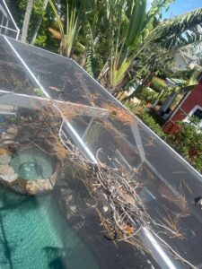 debris removal from a pool enclosure with twigs and pine needles visible on the screen in a residential area