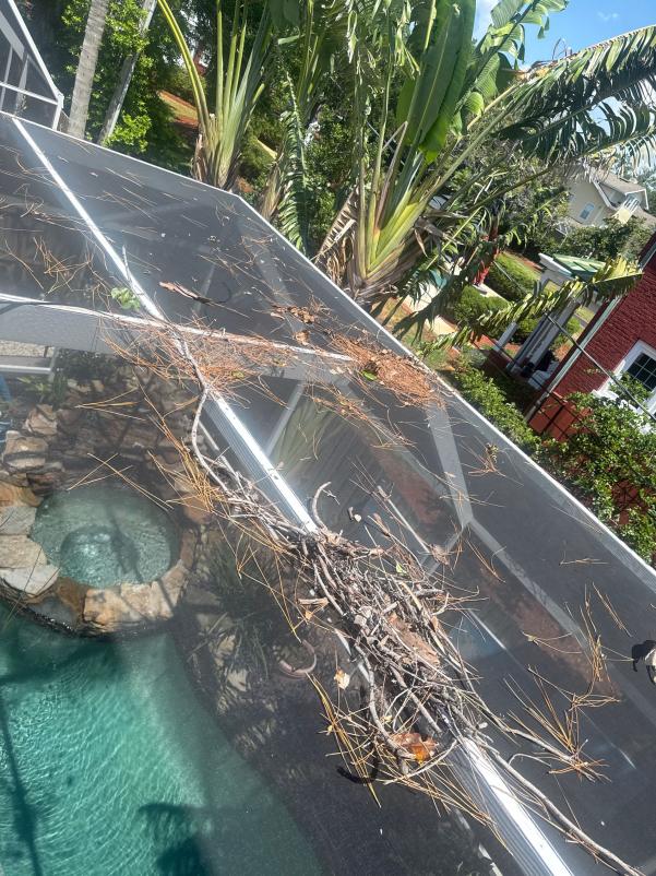 debris removal from a pool enclosure with twigs and pine needles visible on the screen in a residential area