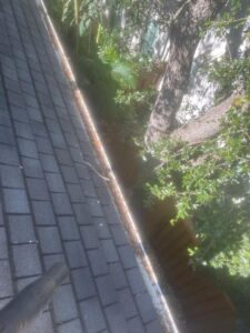gutter cleaning with debris removal from a roof edge surrounded by trees and green foliage